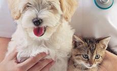 Nasce la mutua per curare cani e gatti