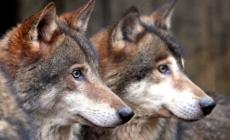 Cacciatore aggredito e ferito da due lupi mentre cerca di difendere il suo cane