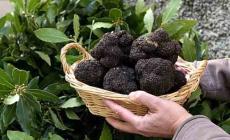 Convegno sul tartufo nero