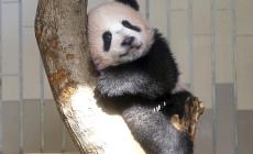 La Thatcher: "Niente panda sul mio aereo"
