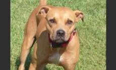 Appello per la pitbull Hope 