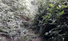 Gaione: una pista ciclabile troppo «verde»