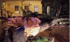 Cedro del Libano crolla su un suv davanti al Tardini