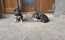 Cinque cuccioli cercano casa