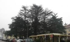 Saranno abbattuti tre cedri