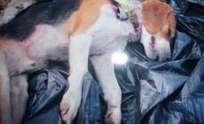 Albareto, sbranati alcuni cani Un coro: "Attenti al lupo!"