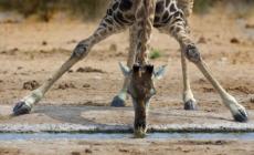 Alberto Ghizzi Panizza: scatti dal globo. E dal mondo degli insetti