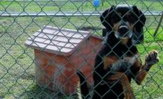 Canile: la gestione ad "Avalon"