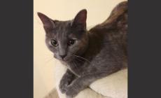 Simil certosina cerca casa 