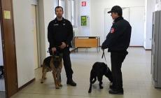 15enne a scuola con la marijuana:  arrestato in classe 
