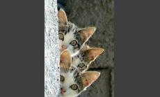 Tre gattini da adottare