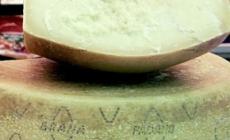 La Lega Piacenza regala il Grana Padano con l'adesivo del Carroccio: e il Consorzio si dissocia