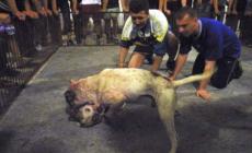 Combattimenti tra pitt-bull e scommesse: dalla Puglia in Sicilia. Blitz della polizia, 25 denunciati