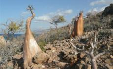 Gruppo di turisti italiani bloccati sull'isola di Socotra nello Yemen 