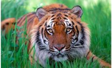Custode dello zoo sbranata da una tigre
