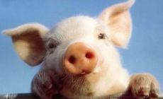 Maiale come premio alla lotteria del paese, insorgono gli animalisti
