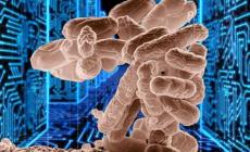 Batteri   «intrattabili»: strategie contro l'antibiotico-resistenza  