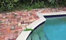Freddo record in Florida: e "piovono" iguane congelate