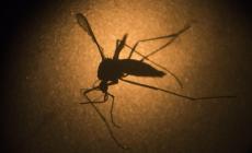 Quattro Castella: confermato il caso di virus Zika