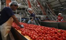 L'import di pomodoro e il rispetto degli standard europei: l'Oi incontra il ministro Lollobrigida e le istituzioni a Piacenza