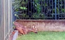 Un capriolo attraversa la strada: auto contro un muro