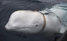 Pescatori intercettano un balena: «E' una spia russa»  - Le foto