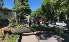 Strage di alberi in città: v.le San Michele, via Casa Bianca, via Da Vinci e p.le Maestri - Le foto