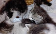 5 gattini abbandonati in A15: salvati da poliziotti e vigili del fuoco