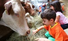 Tra laboratori e animali, è Festa di primavera nelle fattorie didattiche