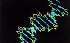 E'  un batterio il primo Dna generato da un algoritmo