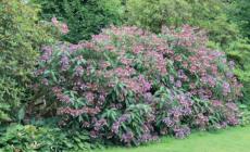 I consigli per scegliere correttamente gli alberi e gli arbusti per il giardino