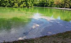 "Laghetto del Giardino: la vergogna"