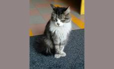 E' morto "Cucciolo" la mascotte dell'istituto Bodoni