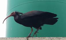 Ecco chi è Ambra, l'Ibis Eremita che incanta il Parmense