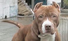 Pitbull assale la padrona e un suo amico