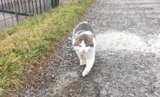 Di chi è questo gatto?