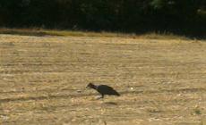 L'Ibis Eremita avvistato a Sala Baganza