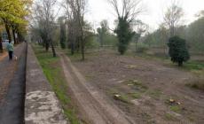 Tagliati gli alberi sul Lungoparma, protestano i residenti