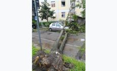 Via Paisiello, cade una pianta: auto danneggiata