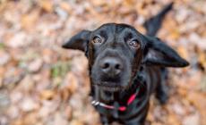I cani riconoscono l'odore delle nostre emozioni