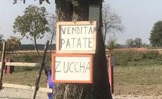 Zucca in vendita. Anzi "zuccha"