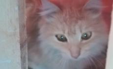 Gatto trovato a Bianconese: qualcuno lo riconosce?