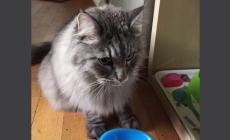 Gatto ritrovato: di chi è?