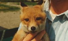 Cucciolo di volpe investito, passante lo soccorre e lo salva