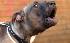Pitbull la azzanna, grave bimba 18 mesi