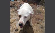 Maltrattare gli animali, tradire l'amicizia 