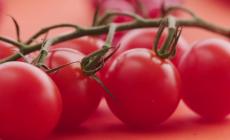 Mangiano pomodorini a scuola a Modena, alunni accusano malori 