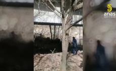 Un lupo ferito salvato in Irpinia, corsa contro il tempo per soccorsi - Video 