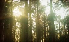 Foreste e legno, 3,6 milioni di occupati in Europa