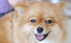 Un test ci rivela se il nostro cane &egrave; felice